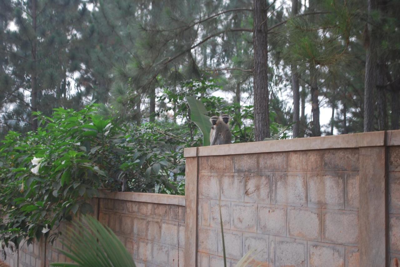 Saltek Forest Cottages Masindi Exteriör bild