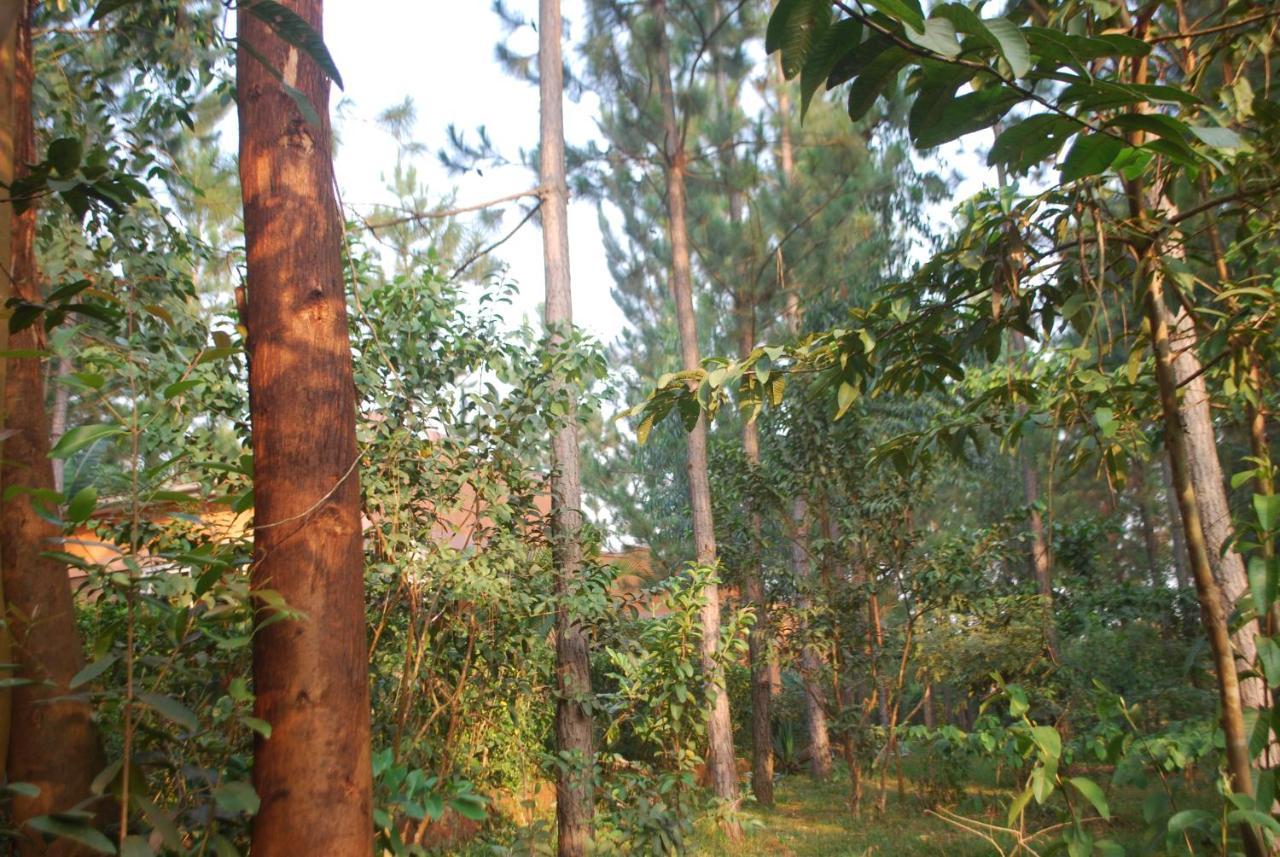 Saltek Forest Cottages Masindi Exteriör bild